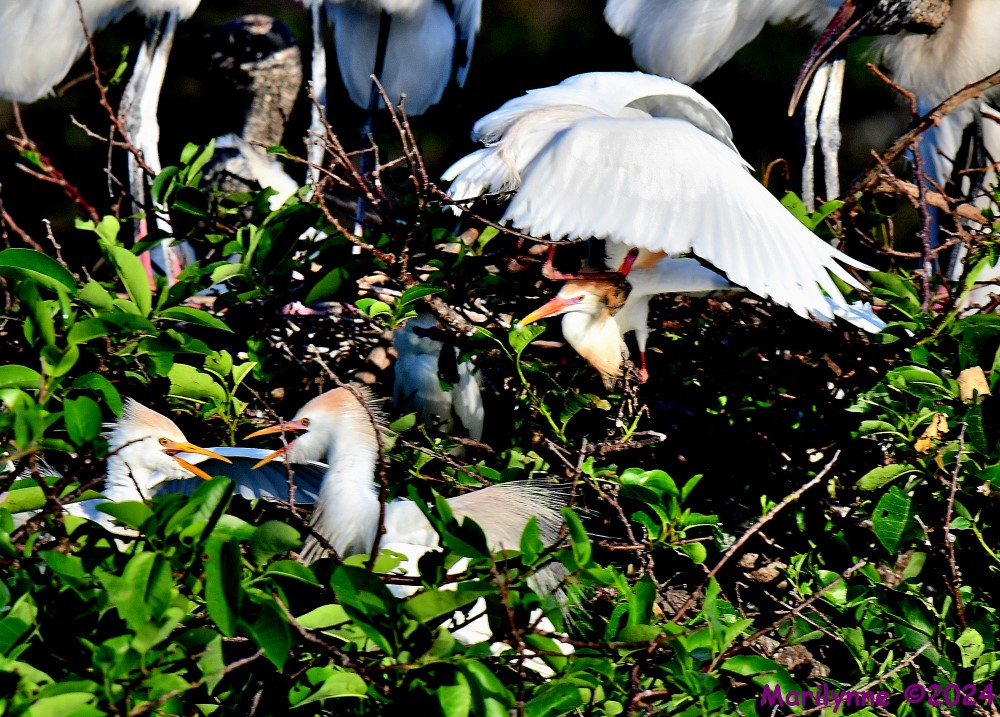 DSC_2460_001.JPG