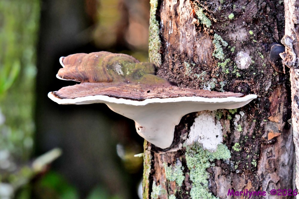 DSC_2460_001.JPG