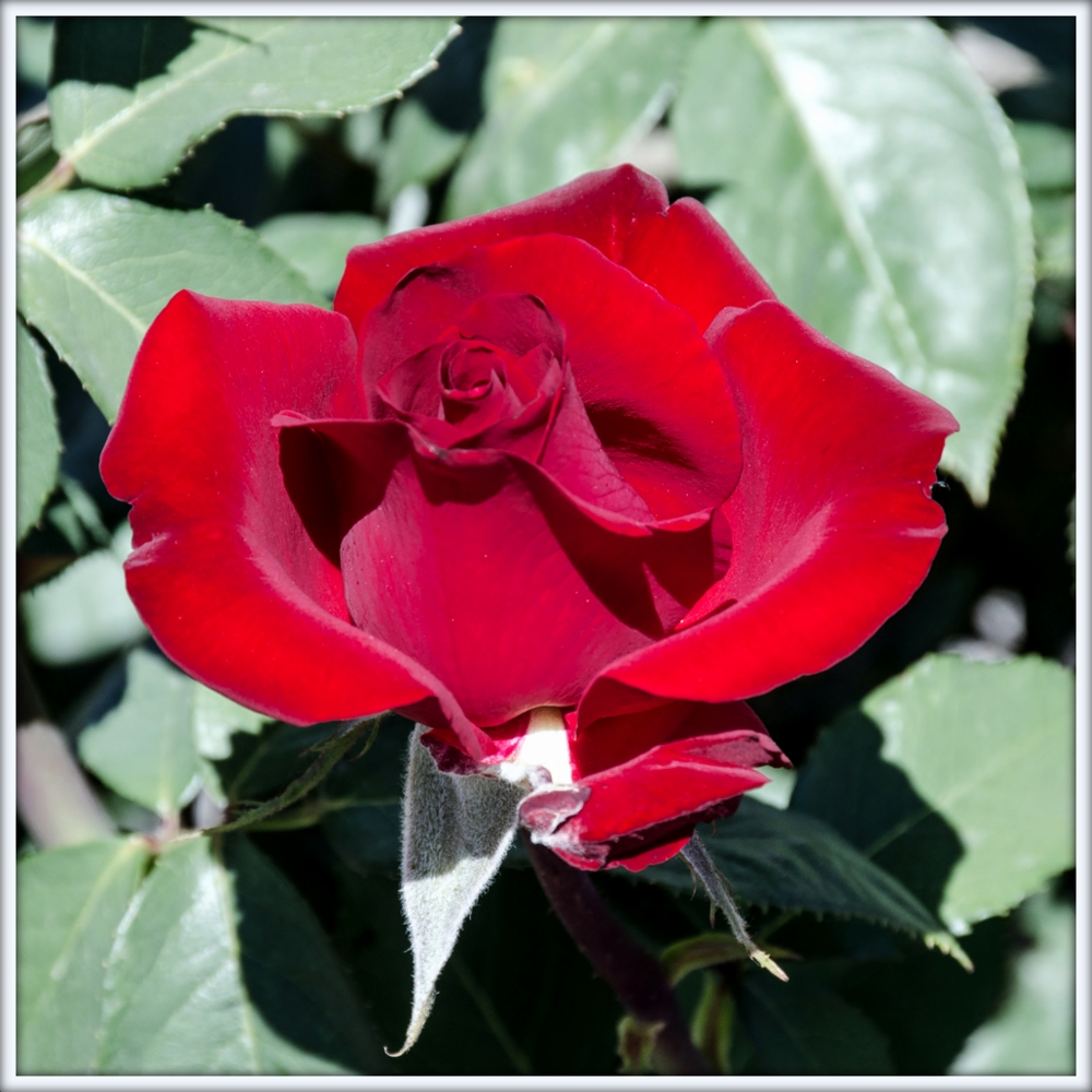 DSC_2461.jpg