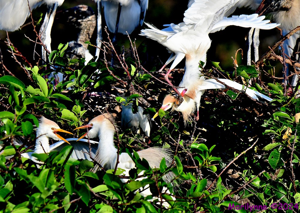 DSC_2461_001.JPG