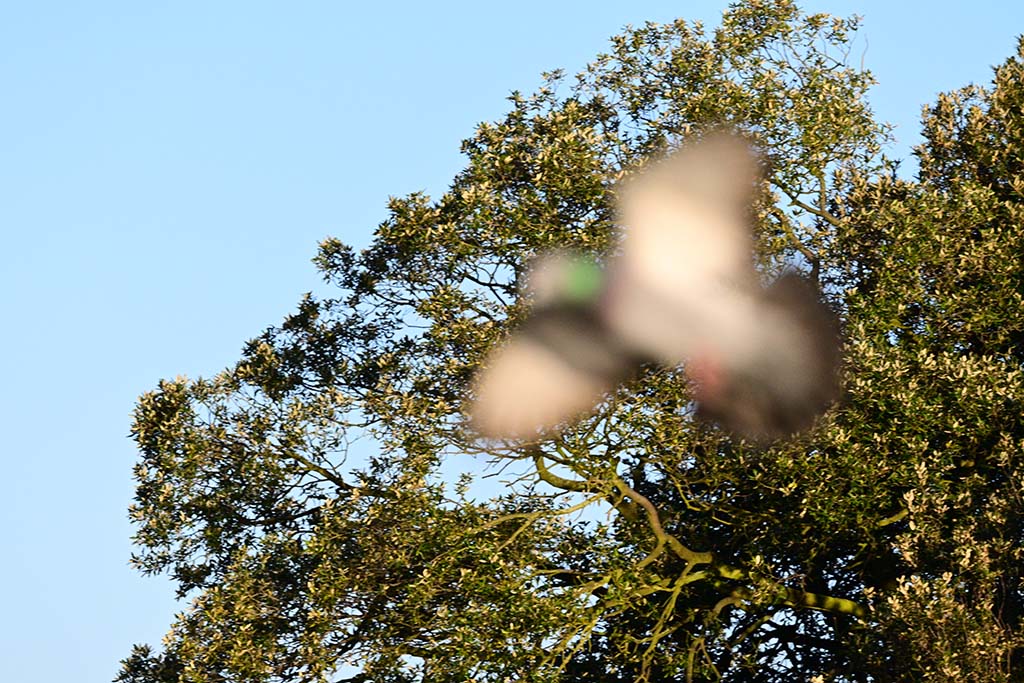 DSC_2462.jpg