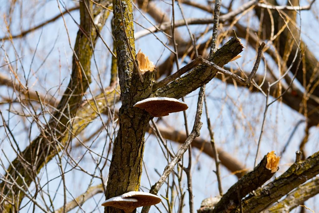 DSC_2462.jpg