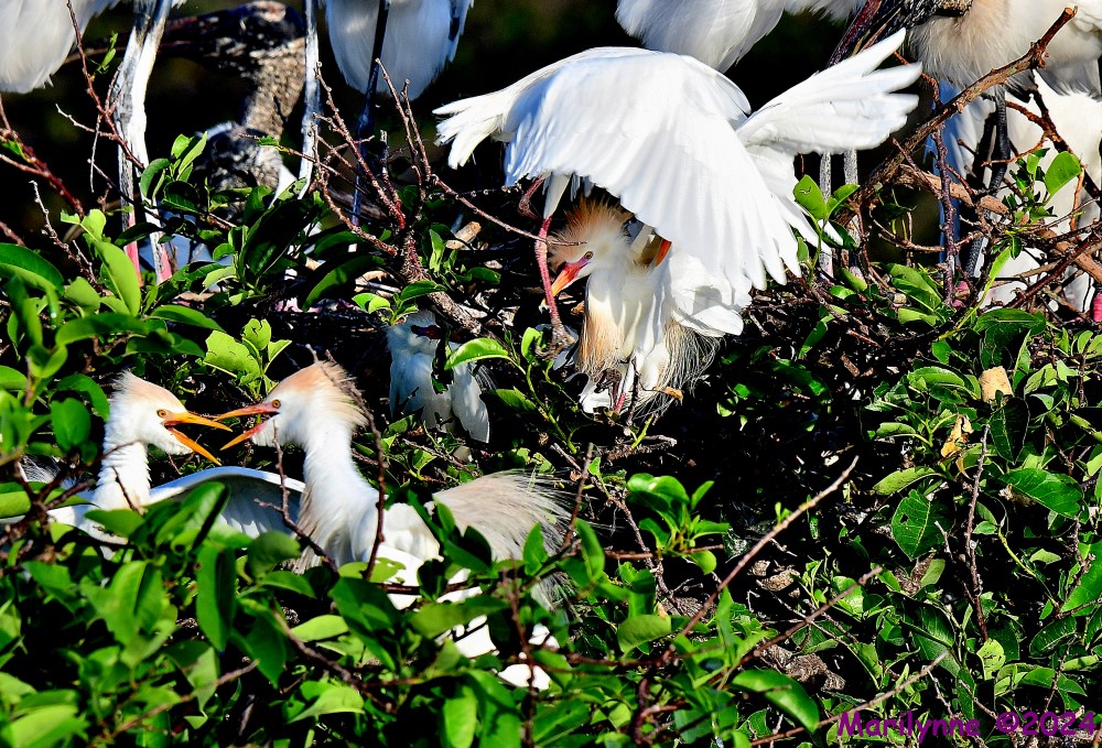 DSC_2462_001.JPG