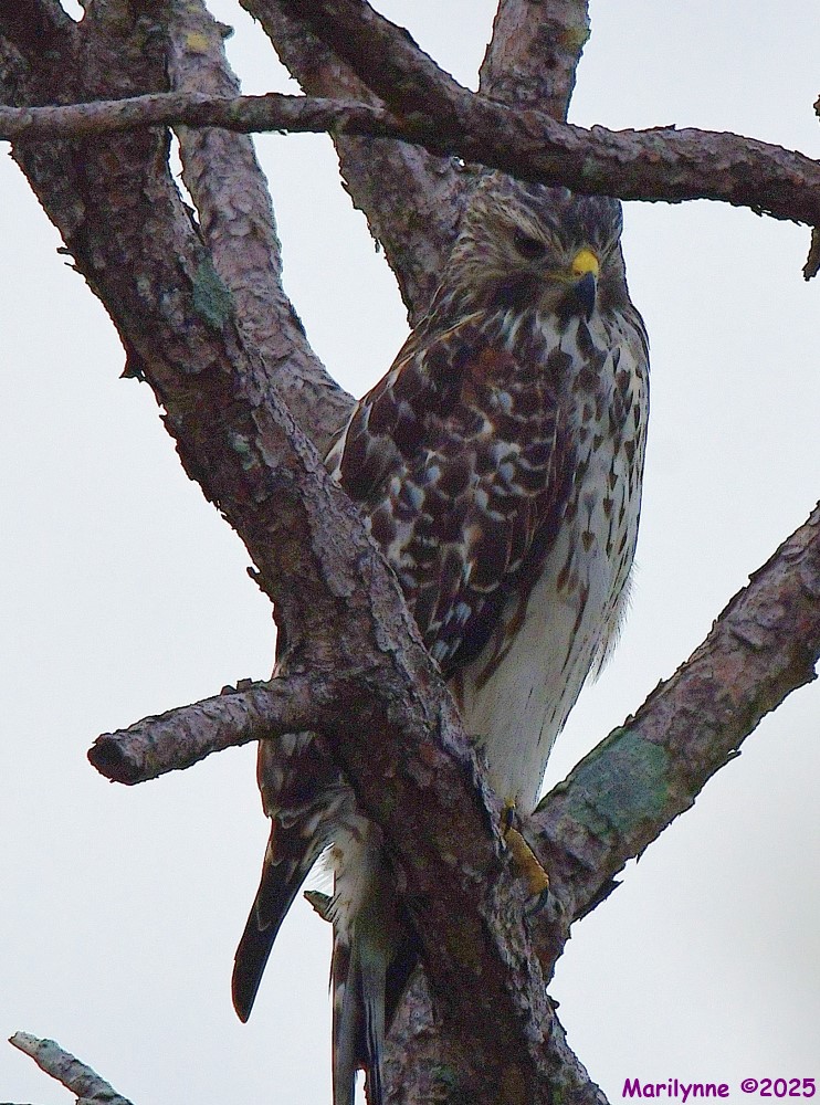 DSC_2462_001.JPG