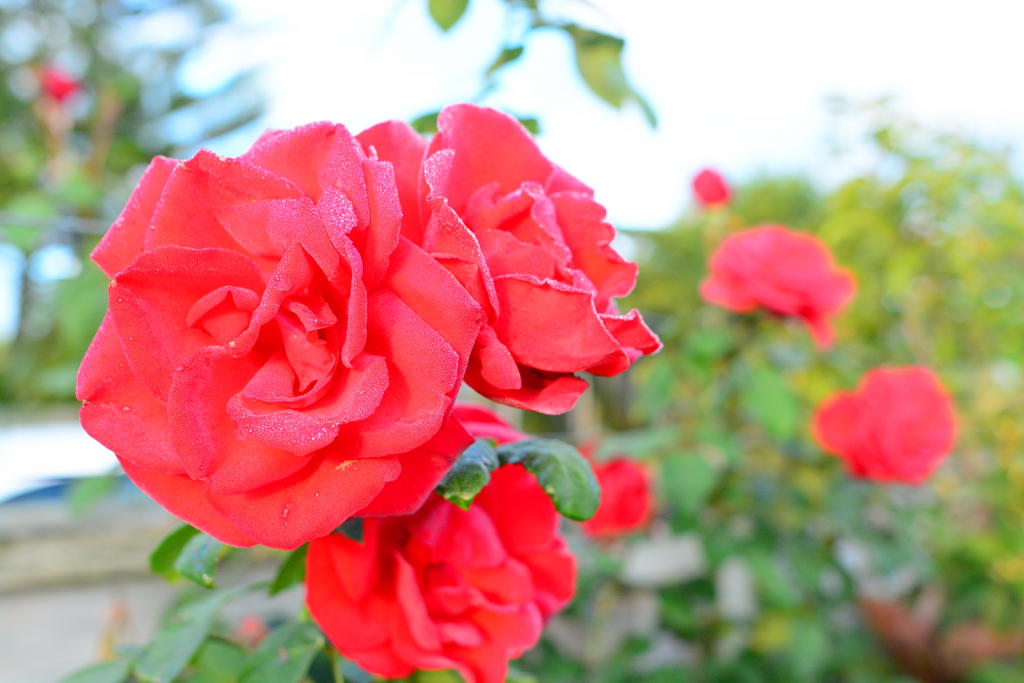 DSC_2463.jpg