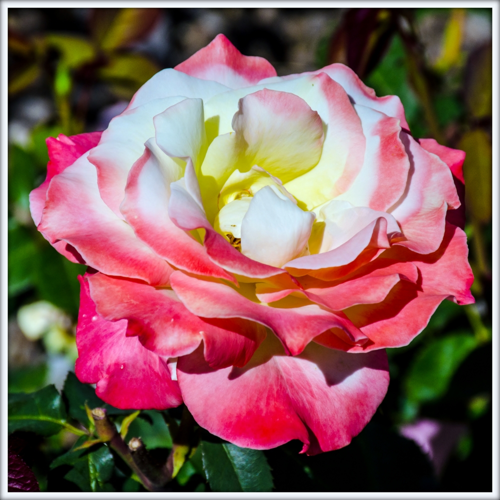 DSC_2464.jpg