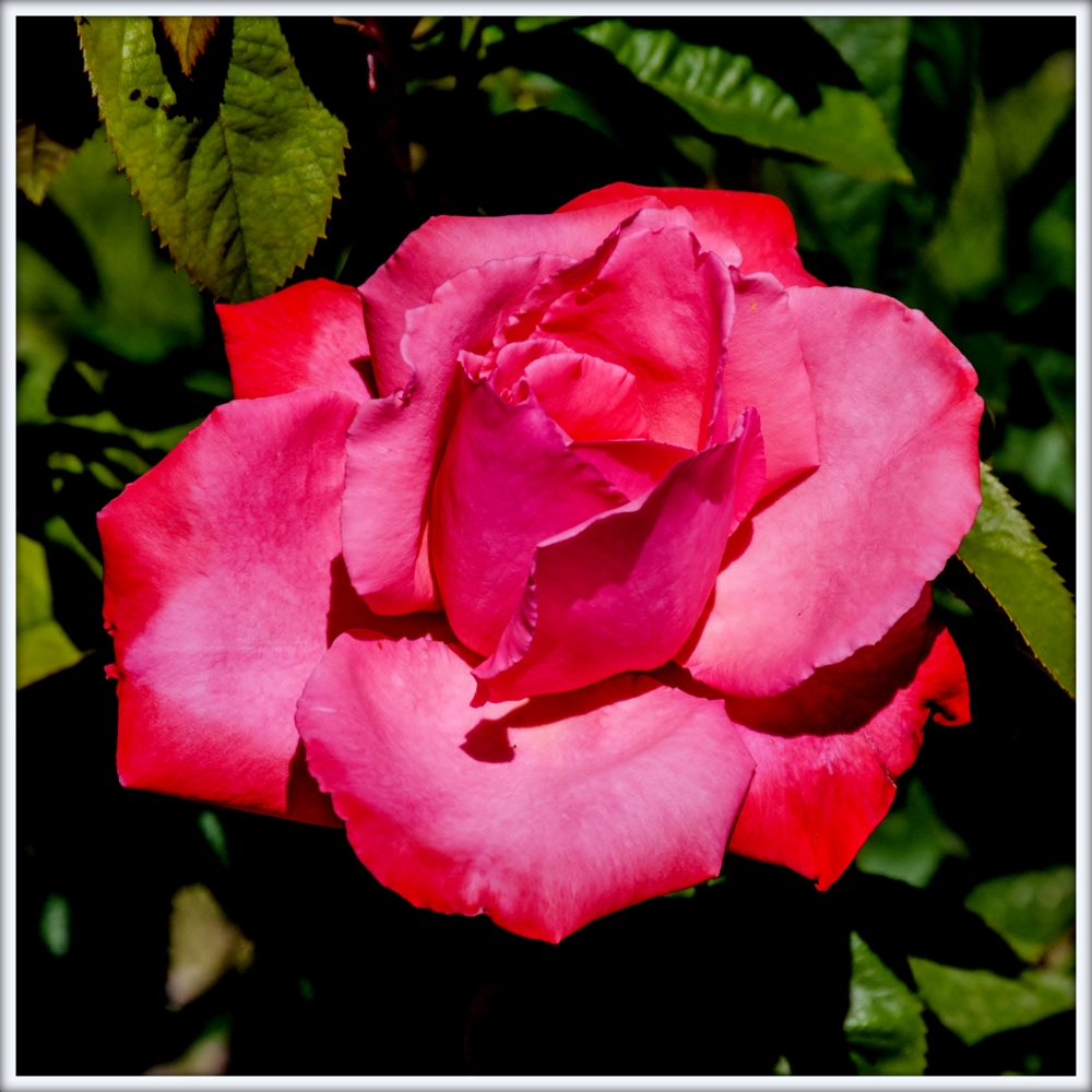 DSC_2465.jpg