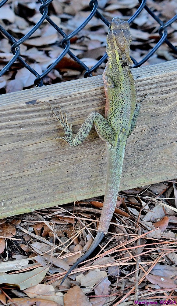 DSC_2465_001.JPG