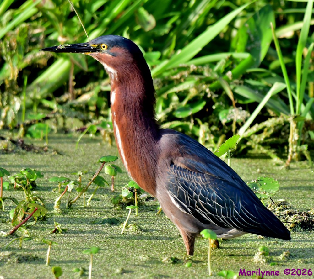 DSC_2465_001.JPG