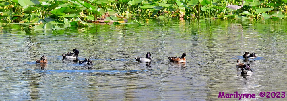 DSC_2465_stitch3_001.JPG