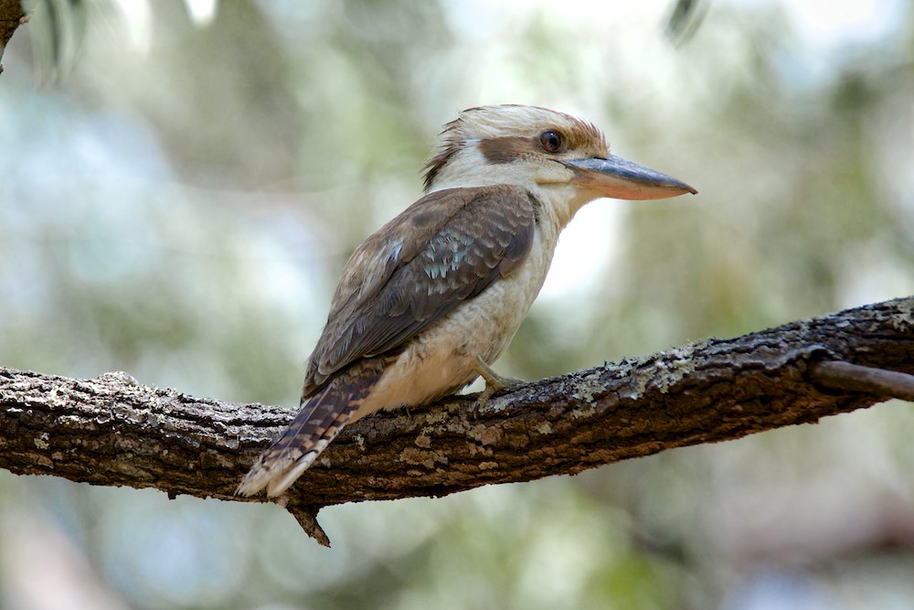 DSC_2466.jpg