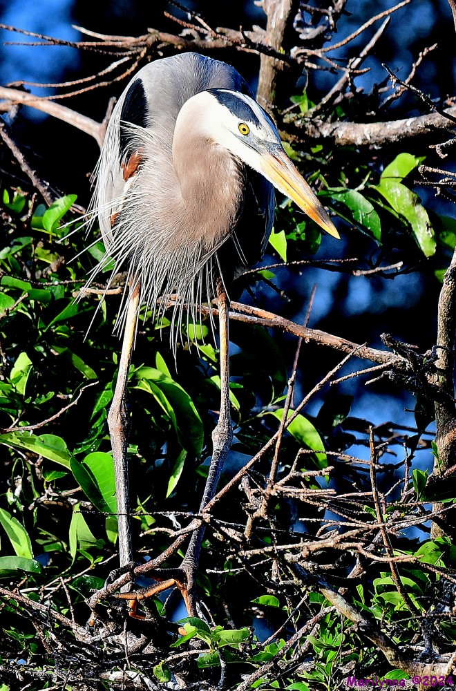 DSC_2466_001.JPG