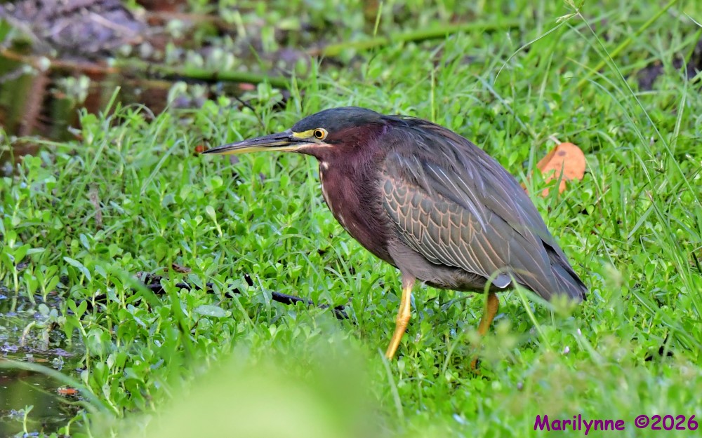 DSC_2467_001.JPG