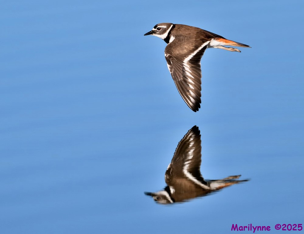 DSC_2468 copy_001.JPG