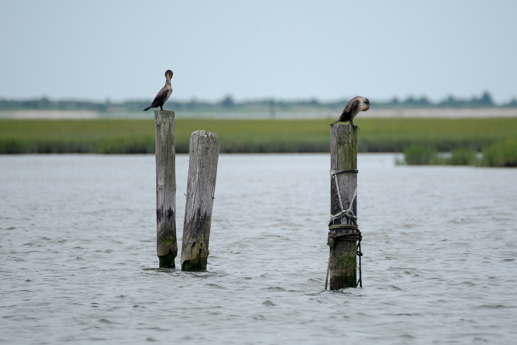 DSC_2471.jpg