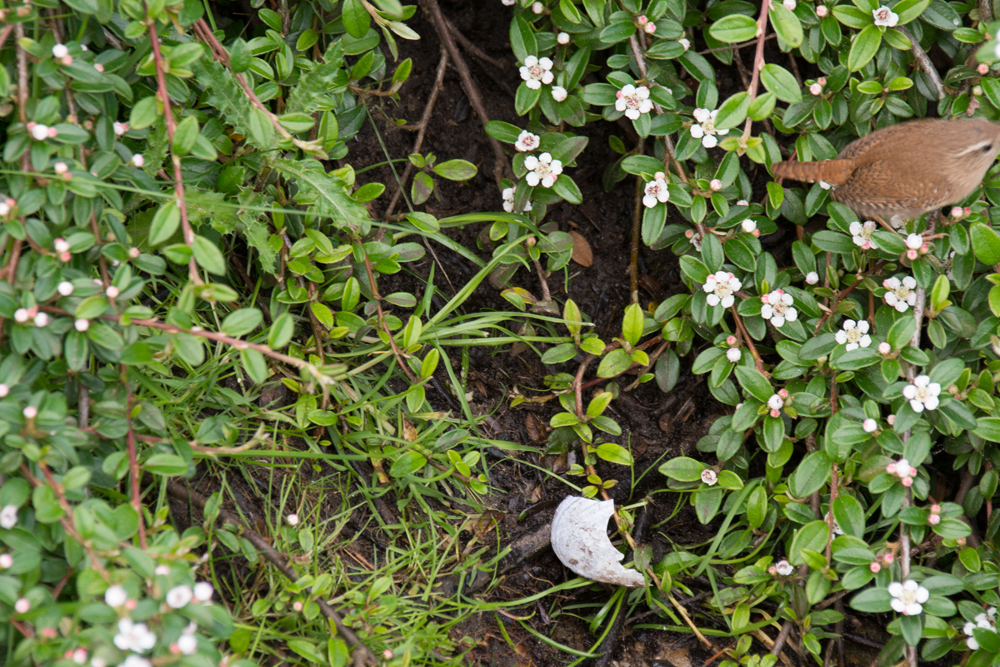 DSC_2471.jpg
