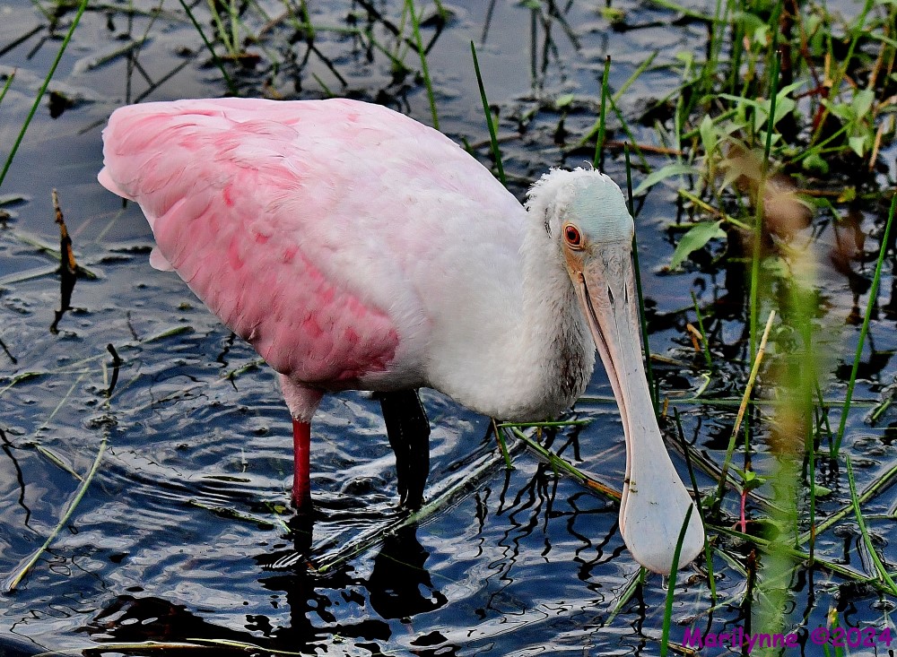 DSC_2471_001.JPG