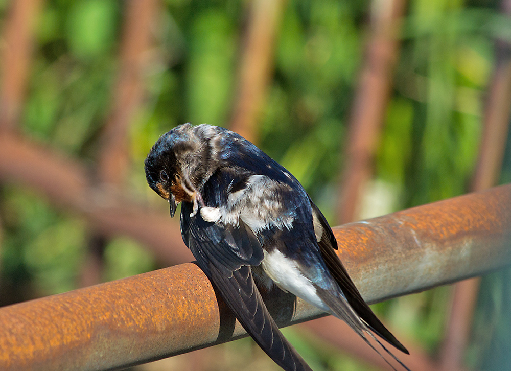DSC_2472.jpg