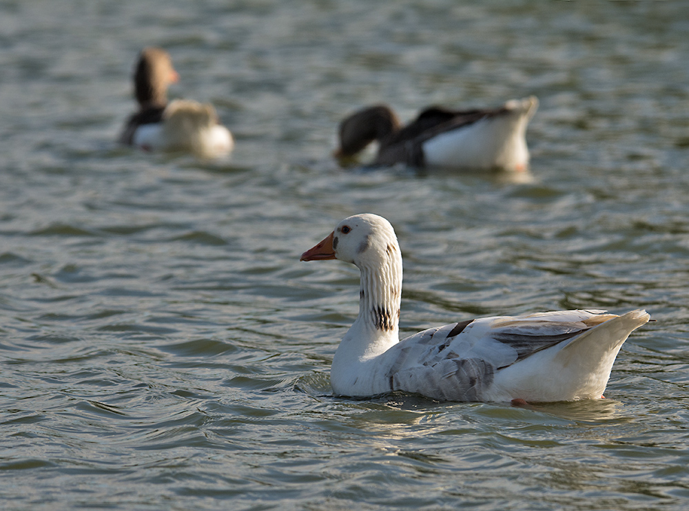 DSC_2476.jpg