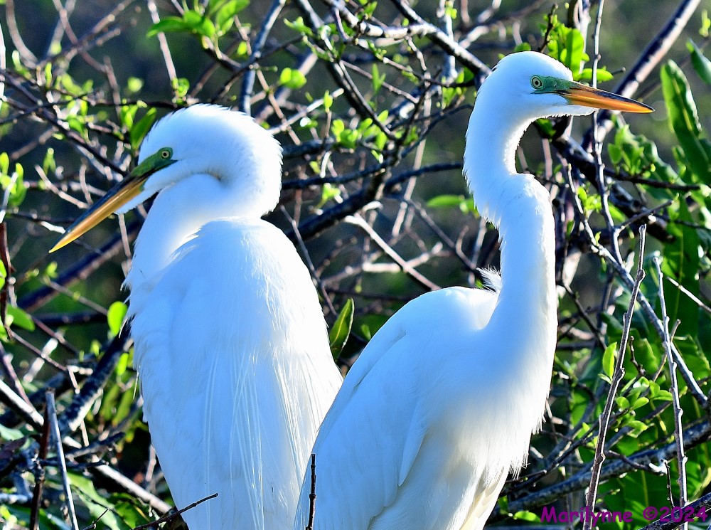 DSC_2477_001.JPG