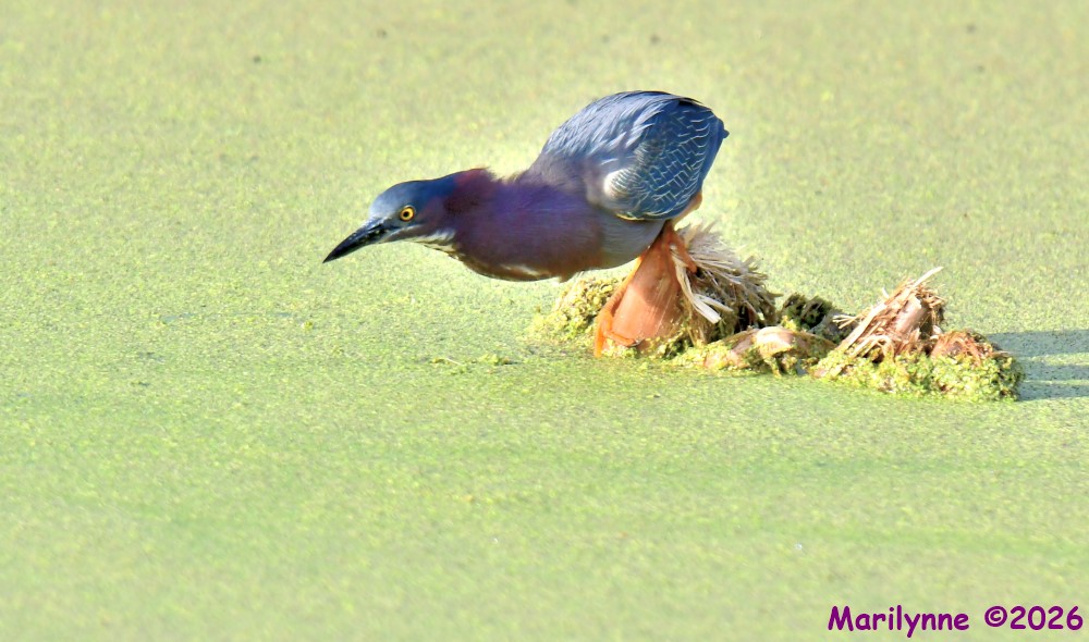 DSC_2480_001.JPG
