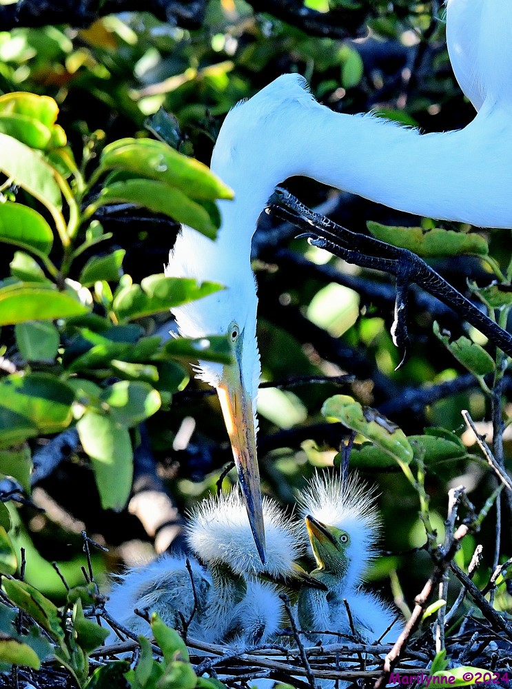 DSC_2482_001.JPG