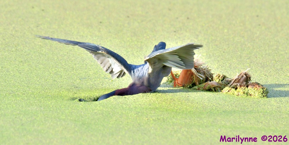 DSC_2483_001.JPG
