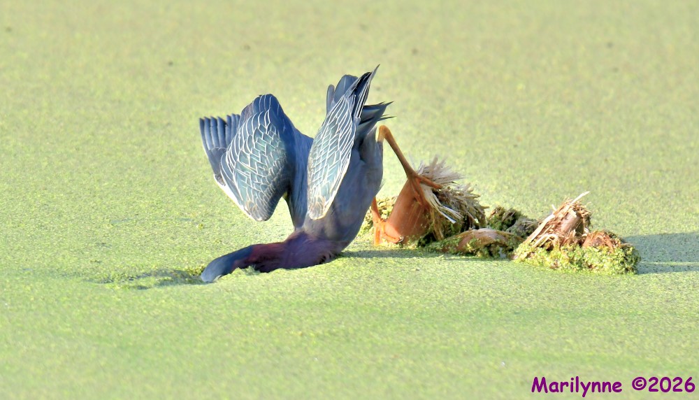 DSC_2484_001.JPG