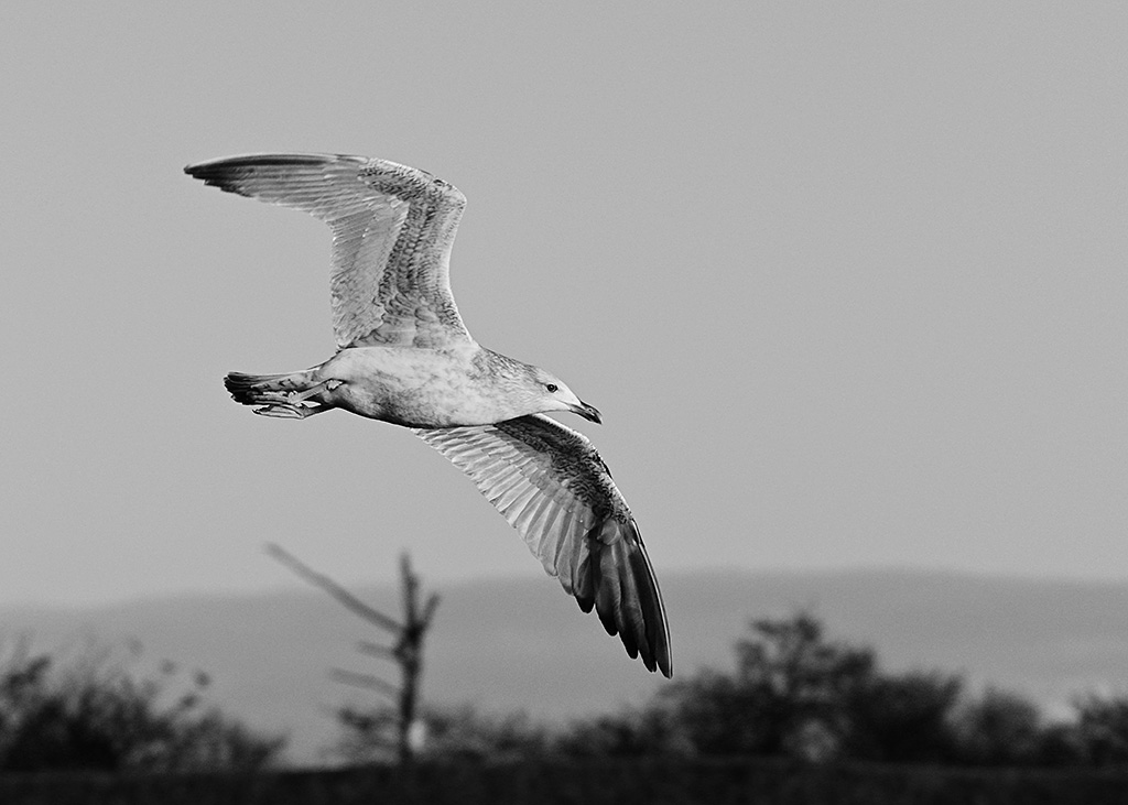 DSC_2485.jpg