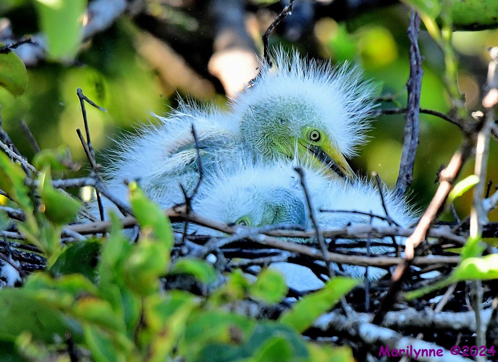 DSC_2485_001.JPG