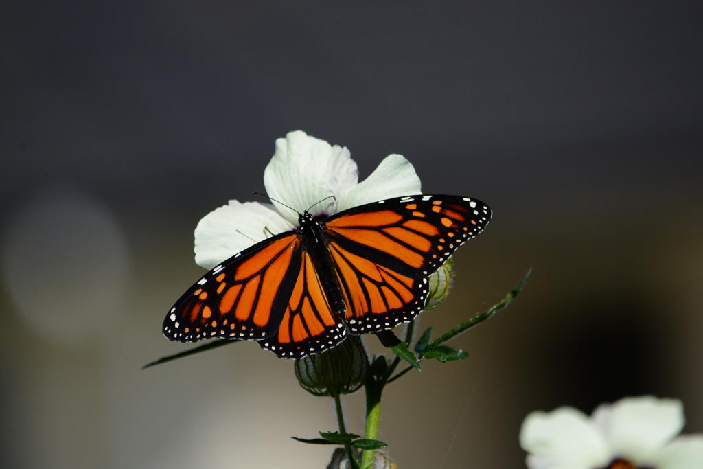 DSC_2488.jpg