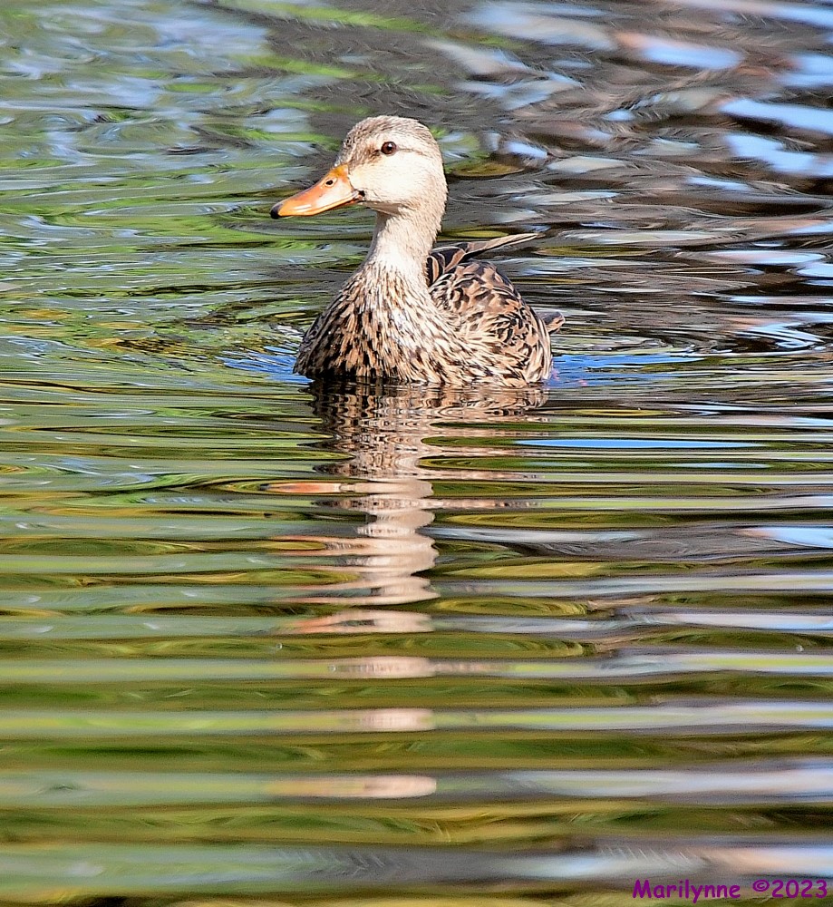 DSC_2488_001.JPG