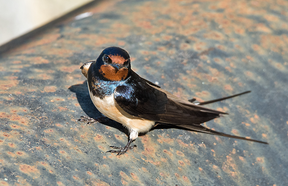 DSC_2491.jpg