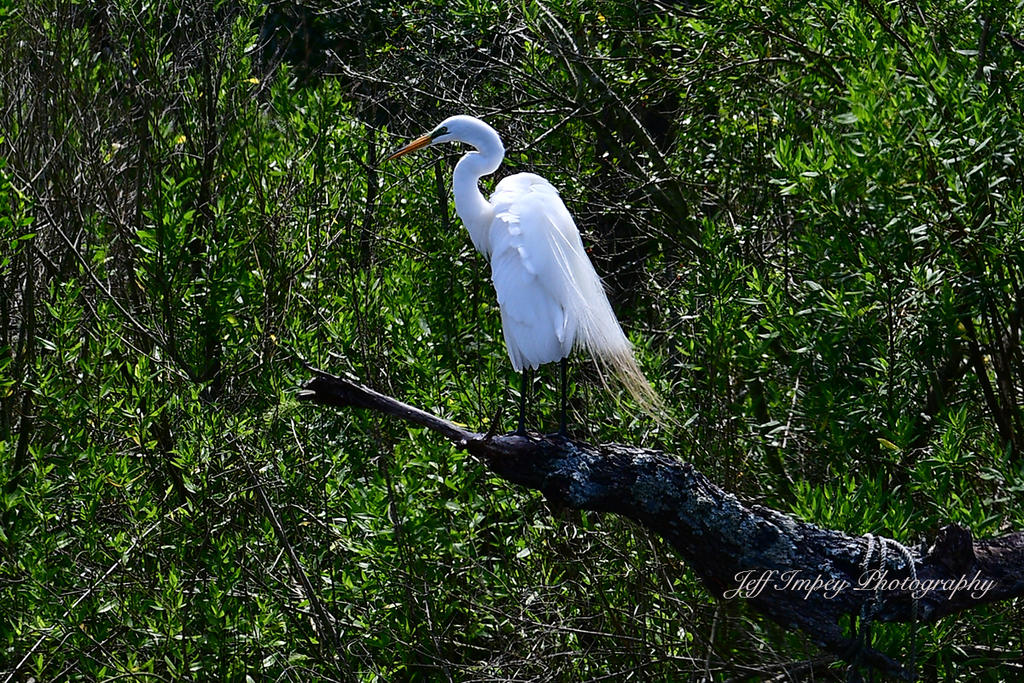 DSC_2491.jpg