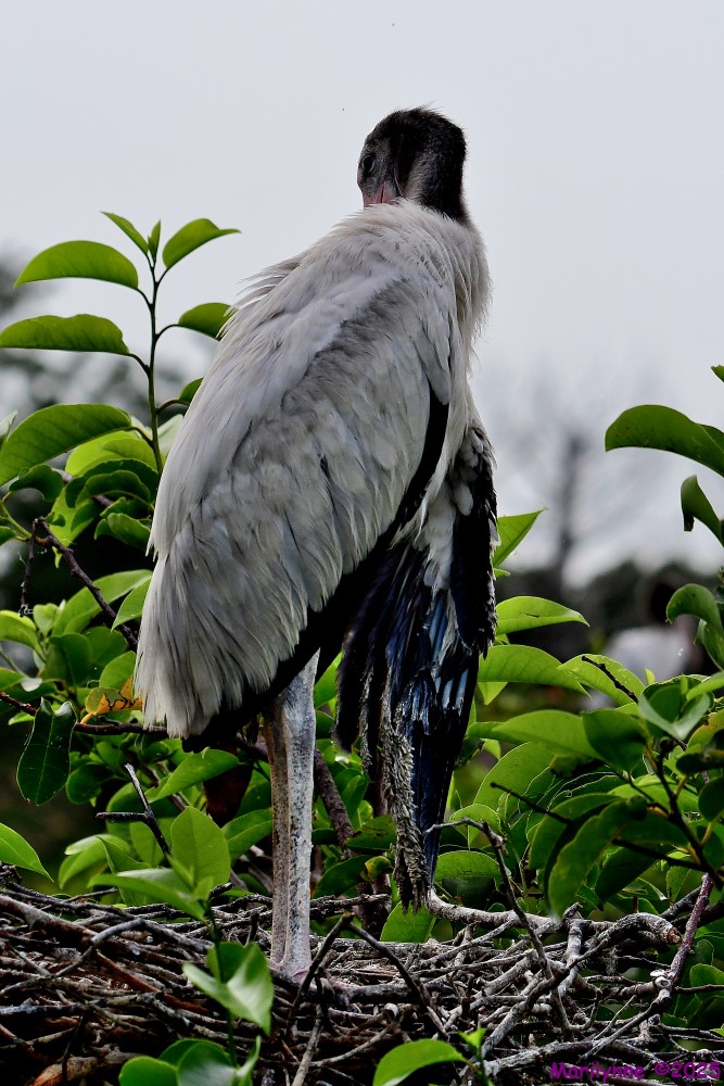 DSC_2492_001.JPG