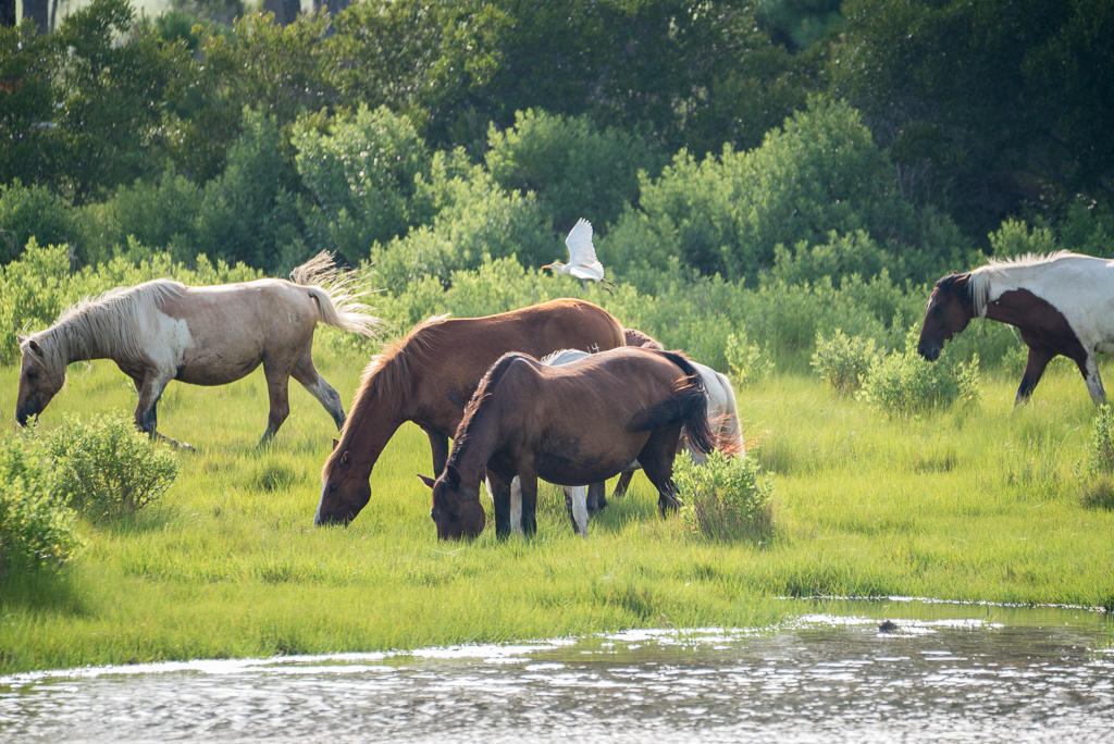 DSC_2493.jpg