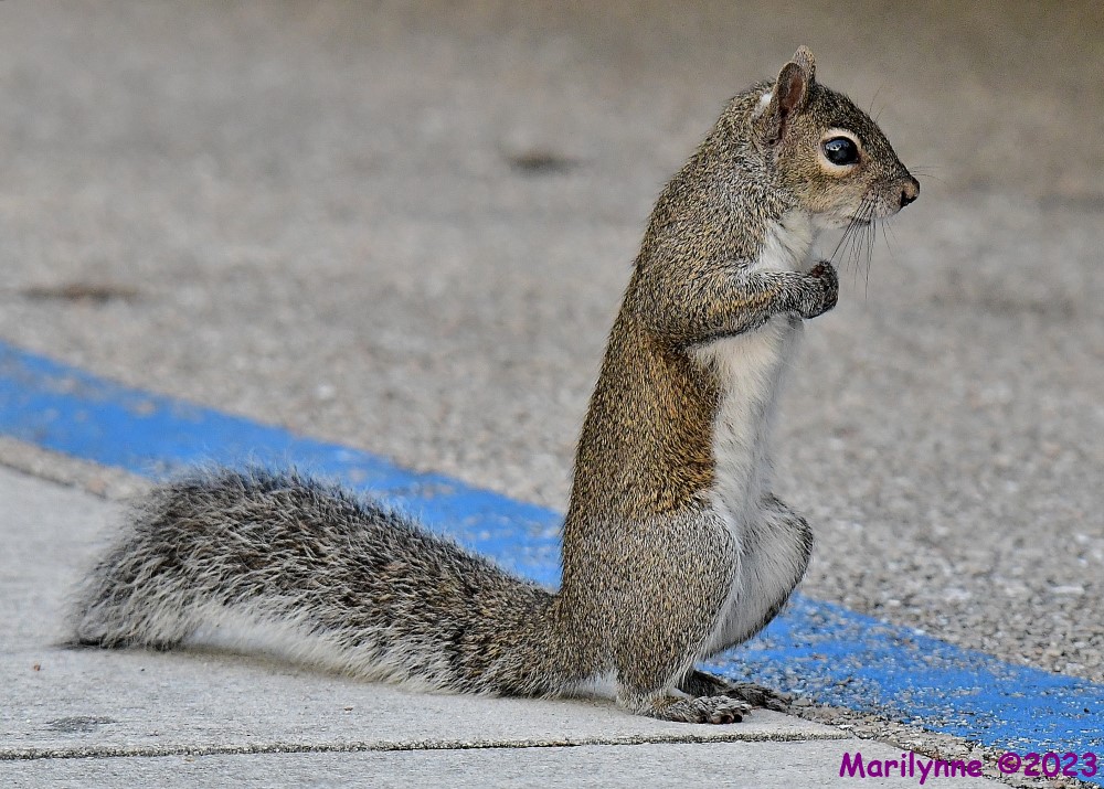 DSC_2493_001.JPG