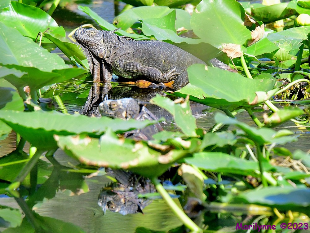 DSC_2495_001.JPG