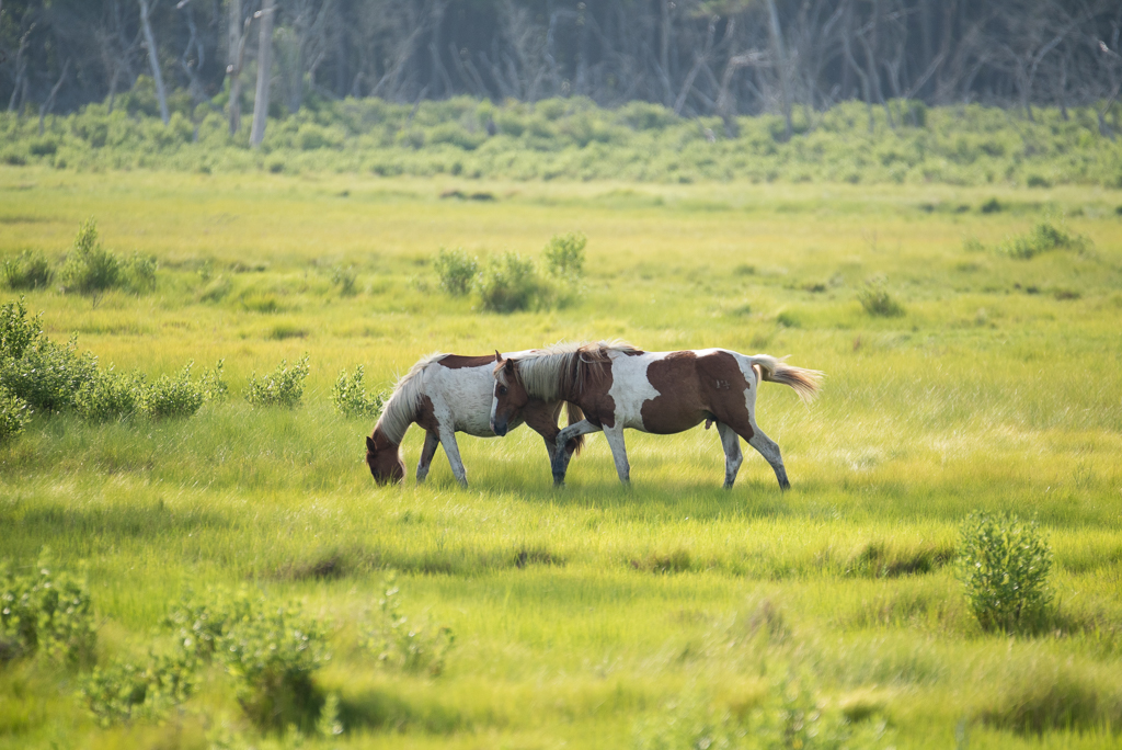 DSC_2496.jpg
