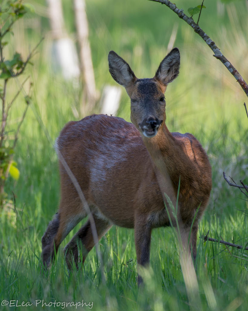 DSC_2496.jpg