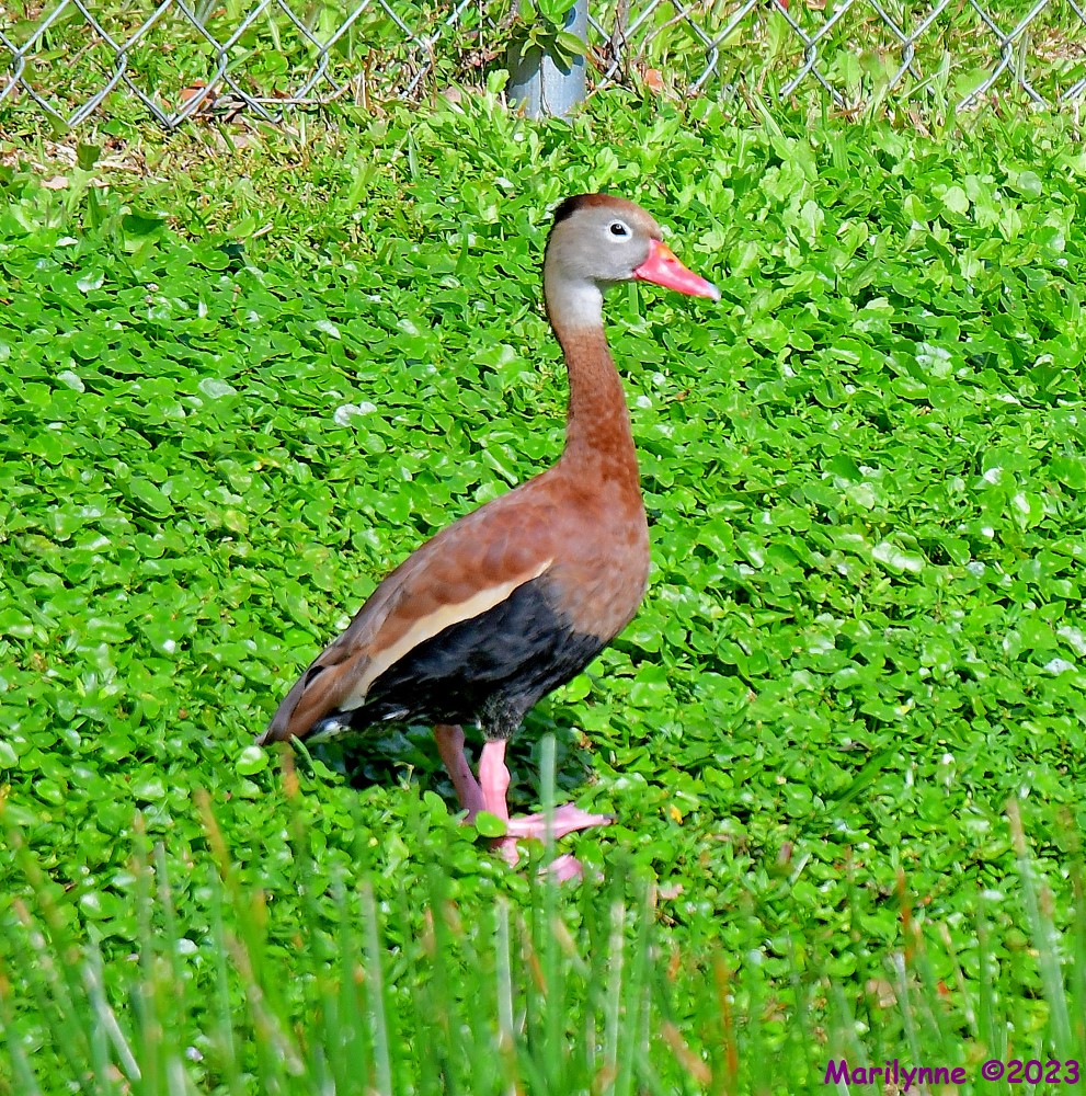 DSC_2497_001.JPG
