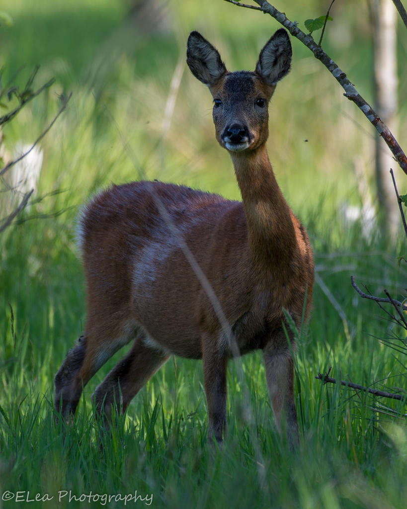 DSC_2498.jpg