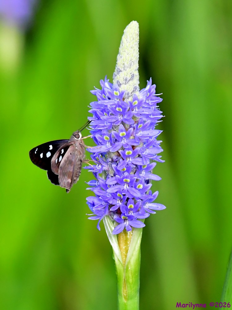 DSC_2498_001.JPG