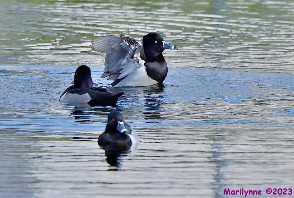 DSC_2499_001.JPG