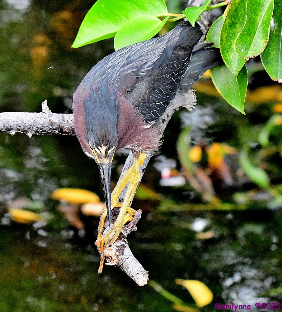 DSC_2499_001.JPG