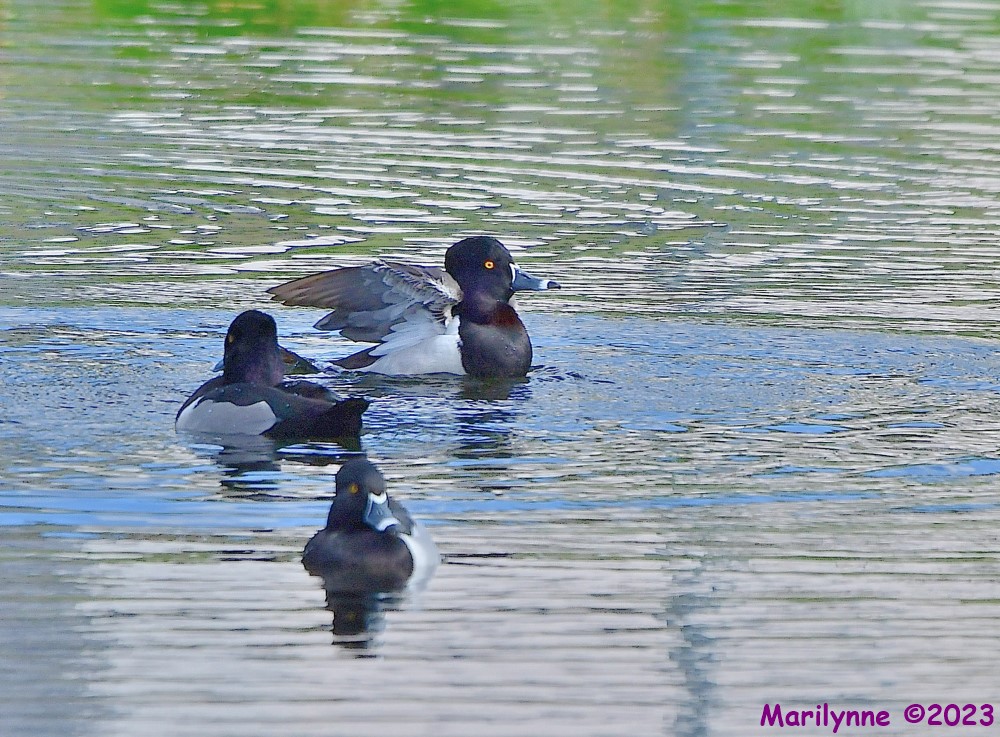 DSC_2500_001.JPG