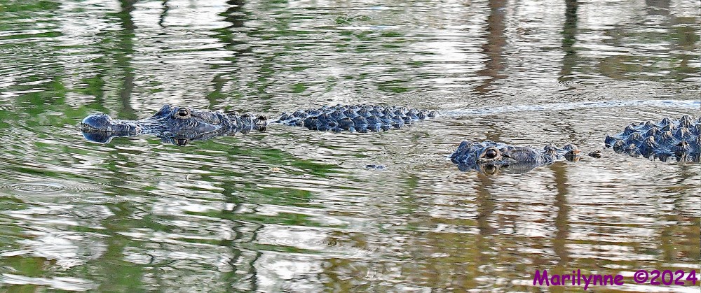 DSC_2500_001.JPG