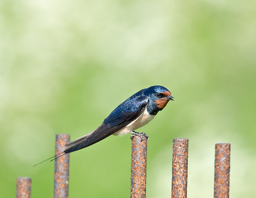 DSC_2501.jpg