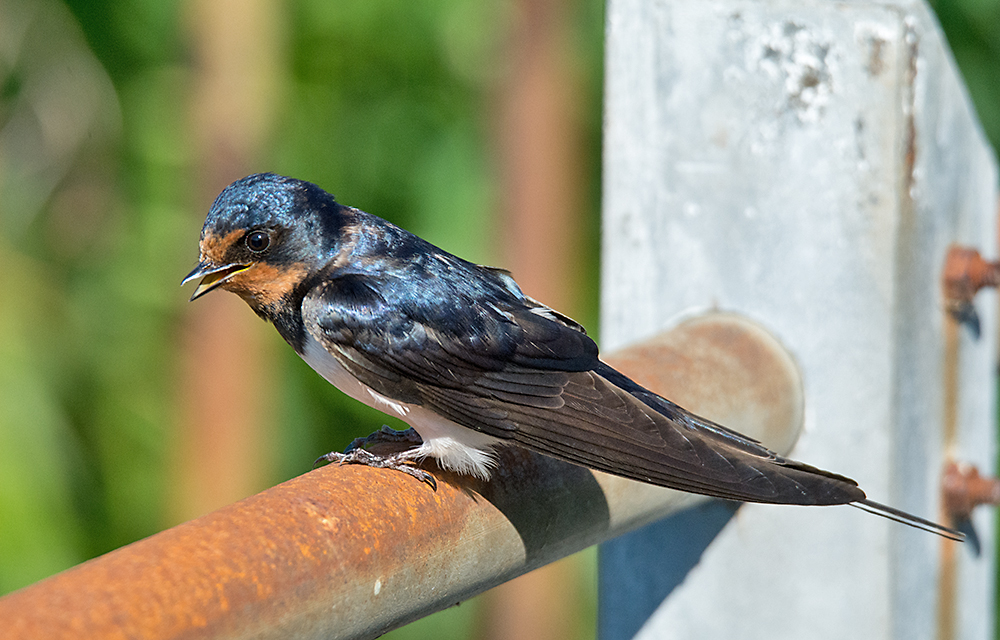 DSC_2502.jpg