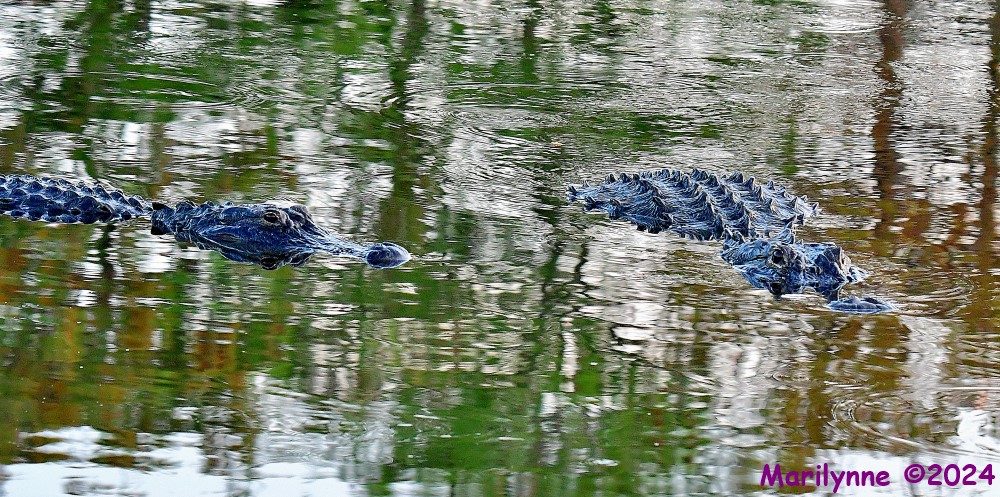 DSC_2503_001.JPG